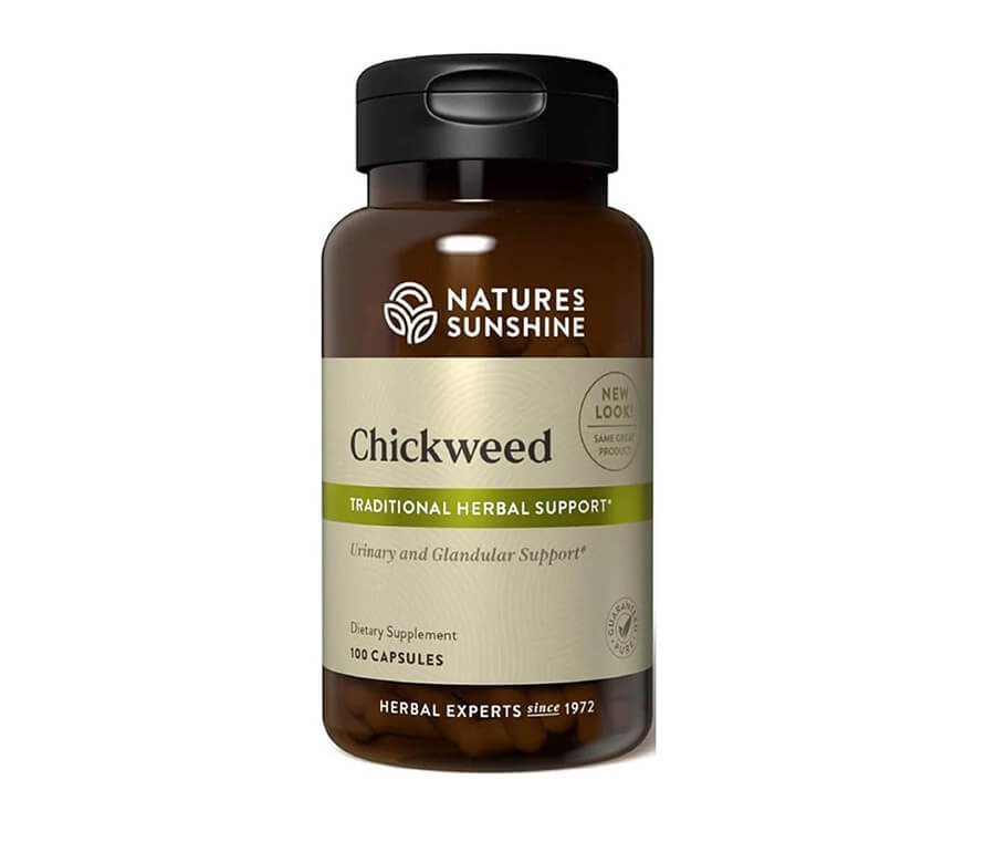 Chickweed Pamplina