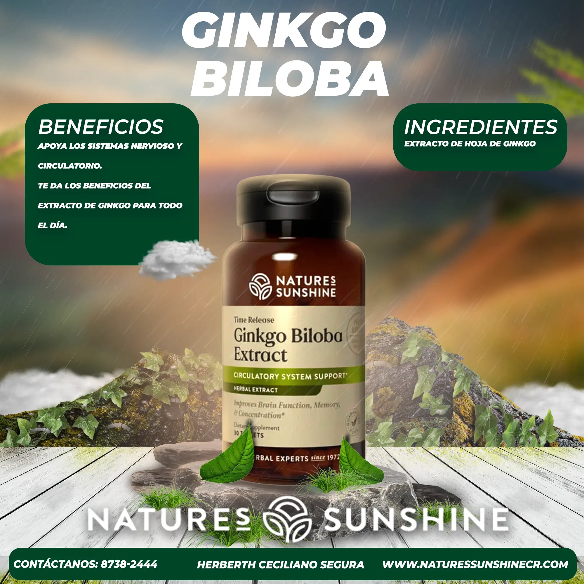 Ginkgo Biloba - Image 2