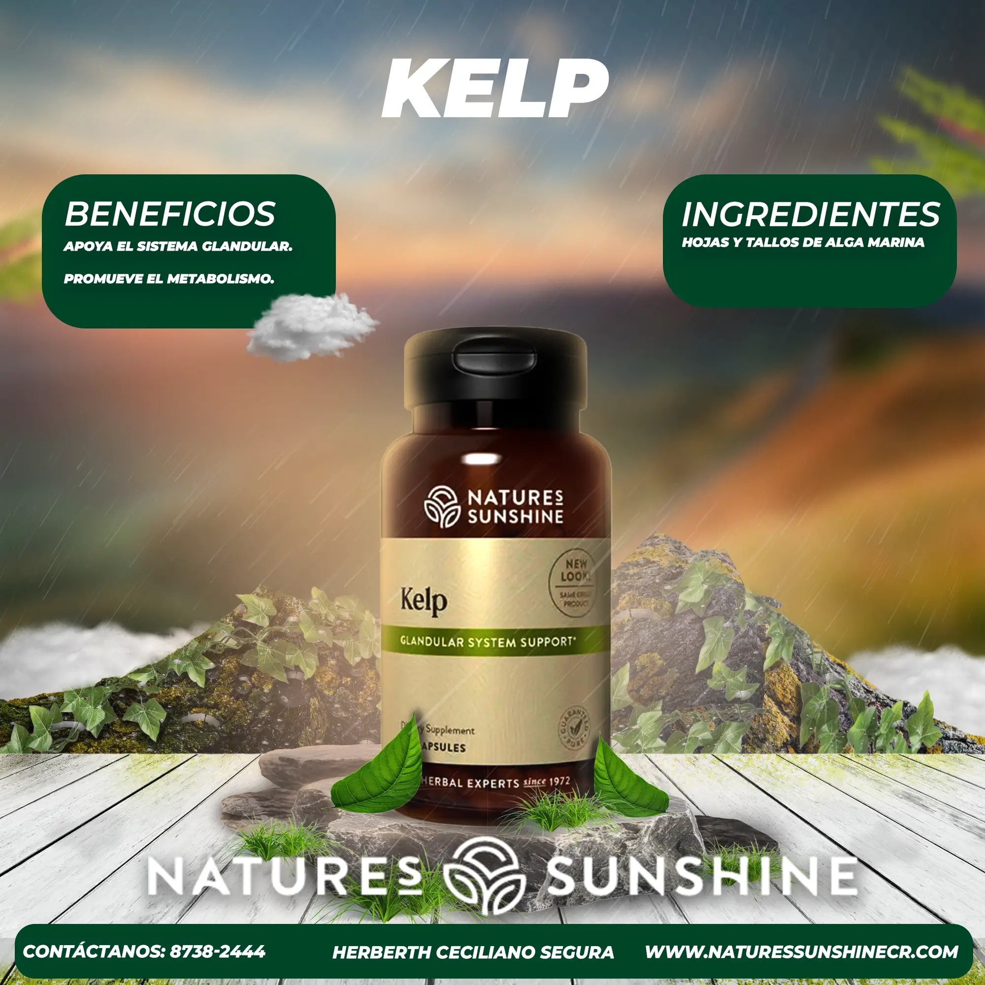 Kelp - Image 2