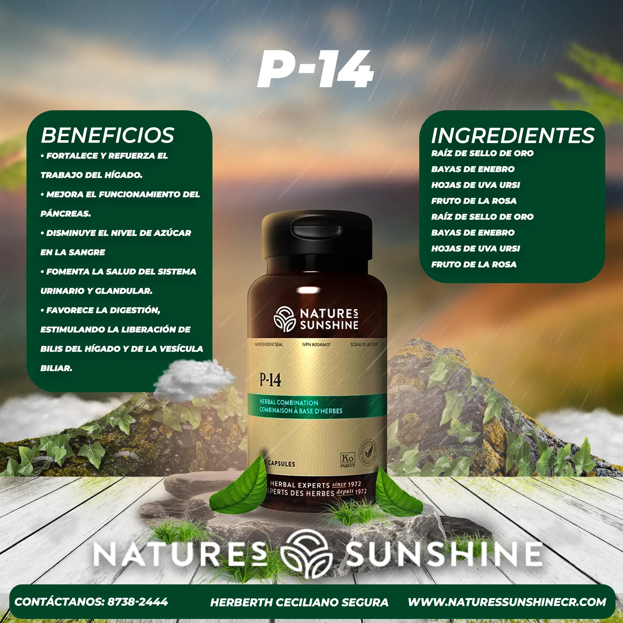 P-14 - Image 2